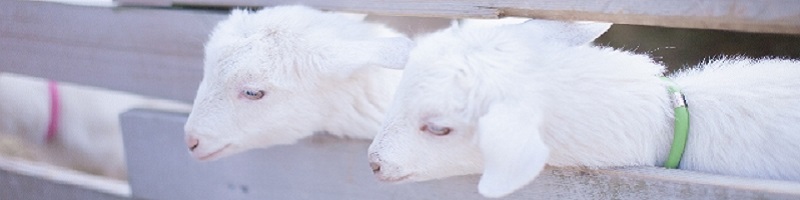 ���L�K�̔Y�݂Ƀf�I�v���X���{���T�C�g